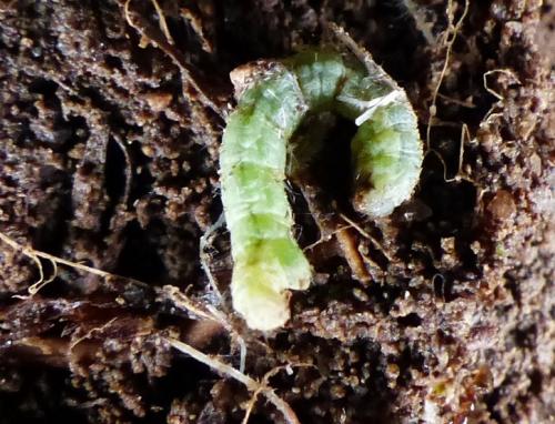 Réf. 244 071 : Camptogramma bilineata